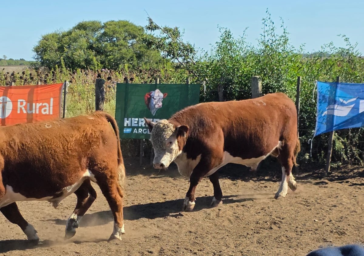 6ta. Prueba Pastoril del Hereford Bonaerense: dos reproductores machos de Cabaña Aitonak se destacan en la Jura fenotípica