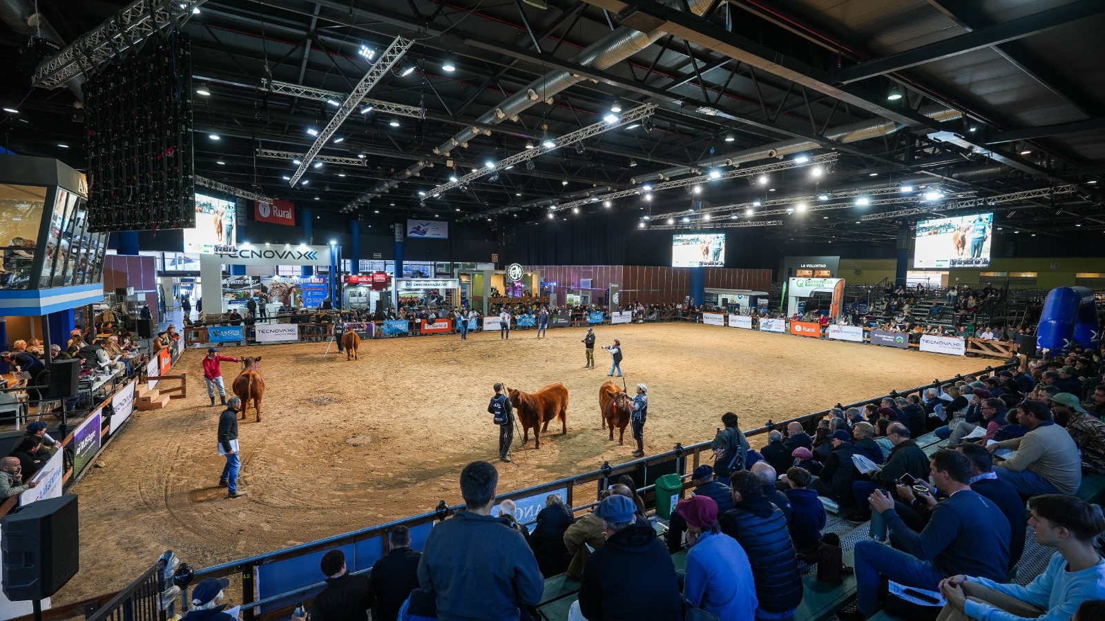 Semana Angus de Otoño en La Rural: Desde este lunes 18 y hasta el viernes 22 toda la genética de la raza se expone