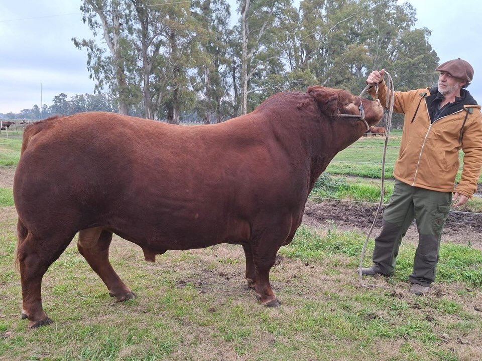 Desafío: Cabaña La Querencia se mide con sus reproductores en la Expo Limangus de Otoño 2026