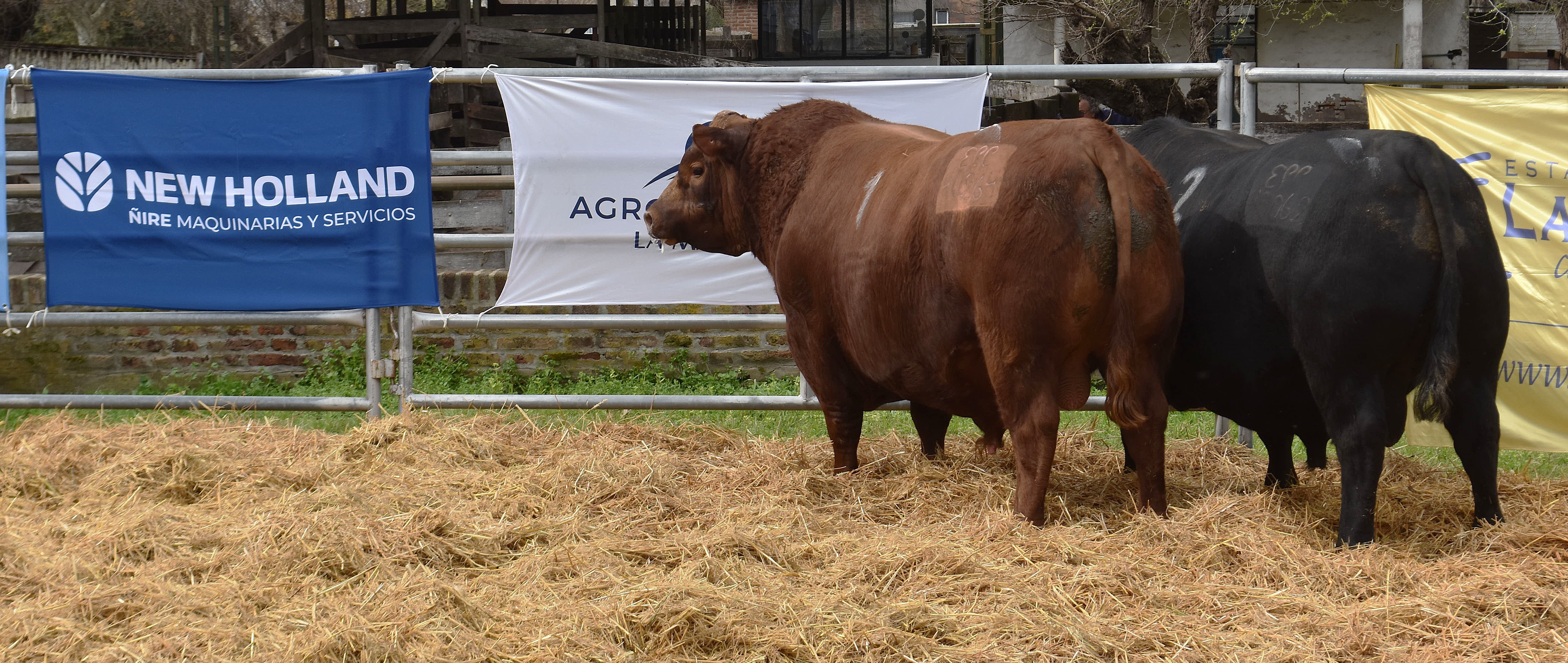 20º Remate La Cassina en Soc. Rural 9 de Julio: Ágil, Sostenido y Buenos Precios