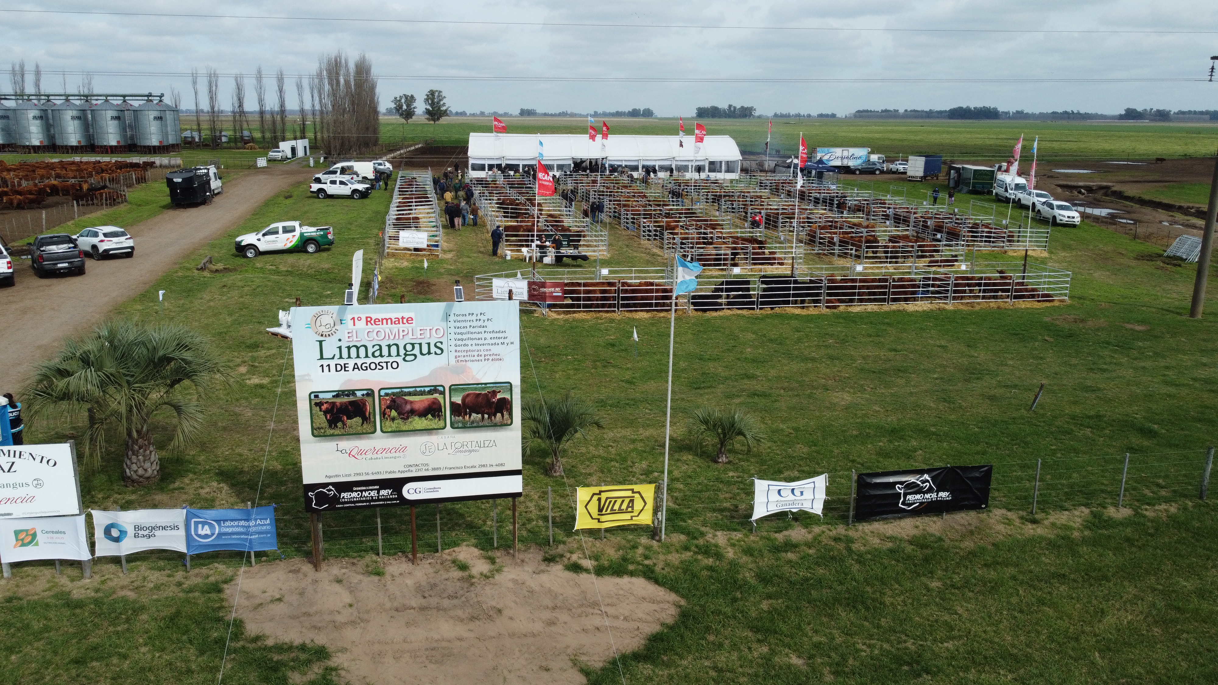 El Completo de Limangus: Es la consecuencia de inversión y el esfuerzo por tener la genética propia