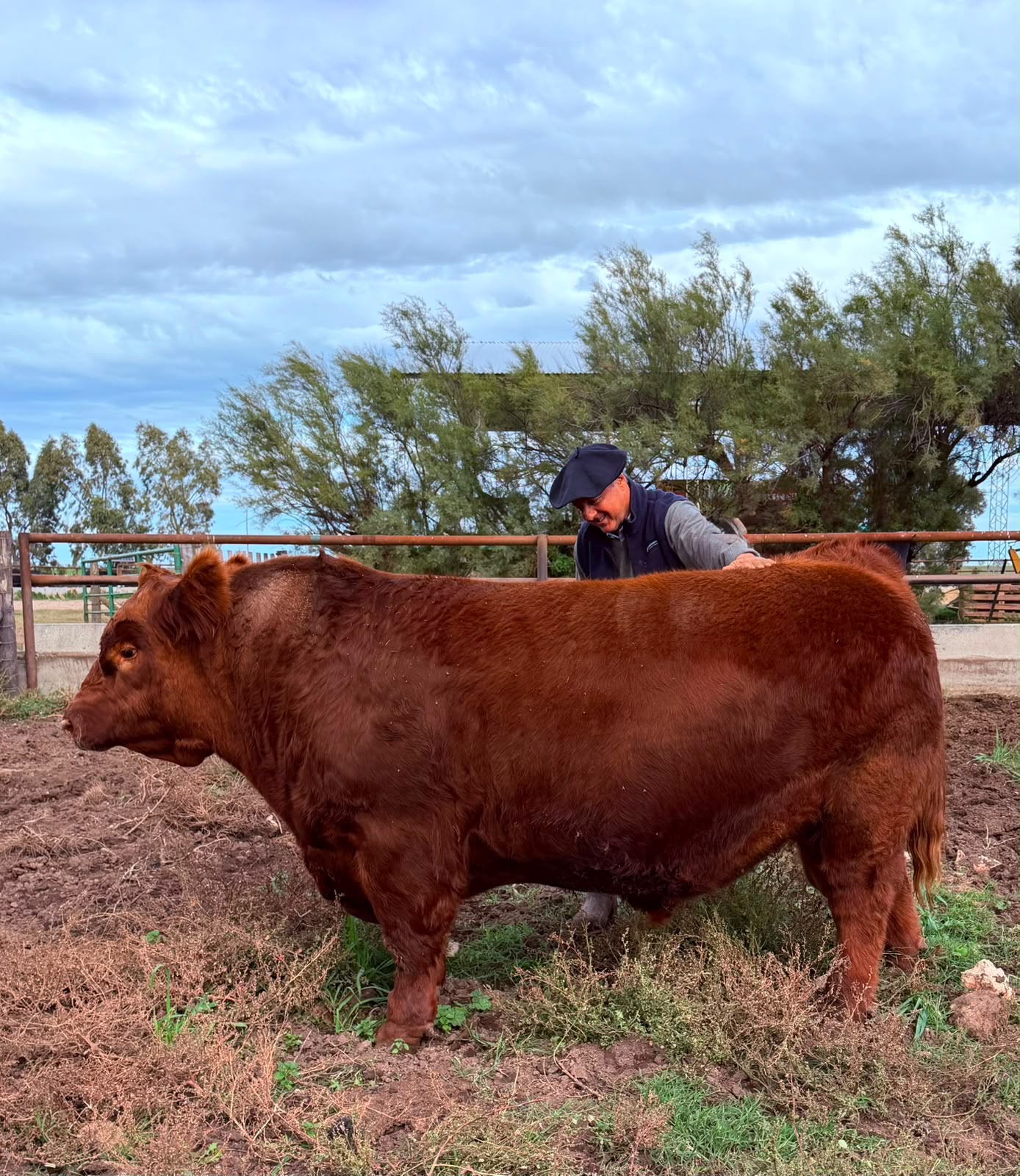 Un grupo de cabañas pampeanas, rompen el récord al comprar un toro Angus en 300 millones de pesos por el 50%