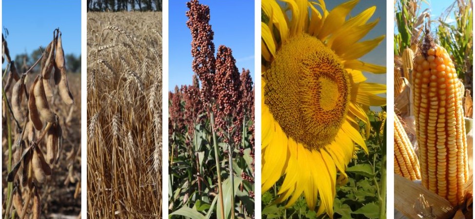 Proyecciones preliminares de la campaña agrícola 2026/27marcan muy buenas expectativas para los cultivos