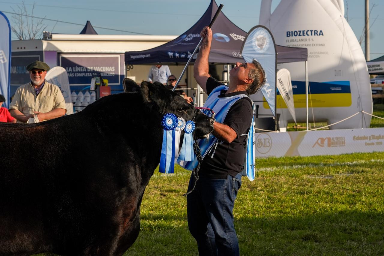 Don Cholo se consagró con el Gran Campeón Macho de Primavera y La Juanita logró el Gran Campeón Ternero